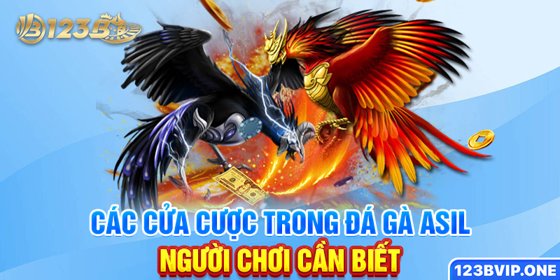 Các cửa cược trong đá gà Asil người chơi cần biết