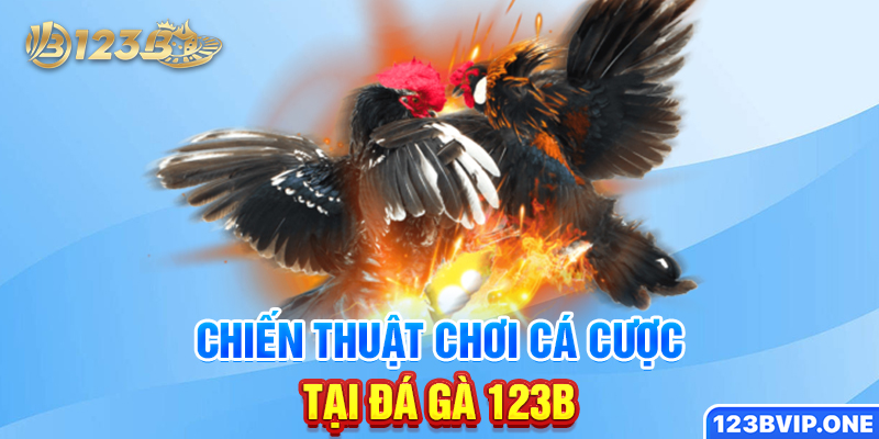 Chiến thuật chơi cá cược tại đá gà 123B