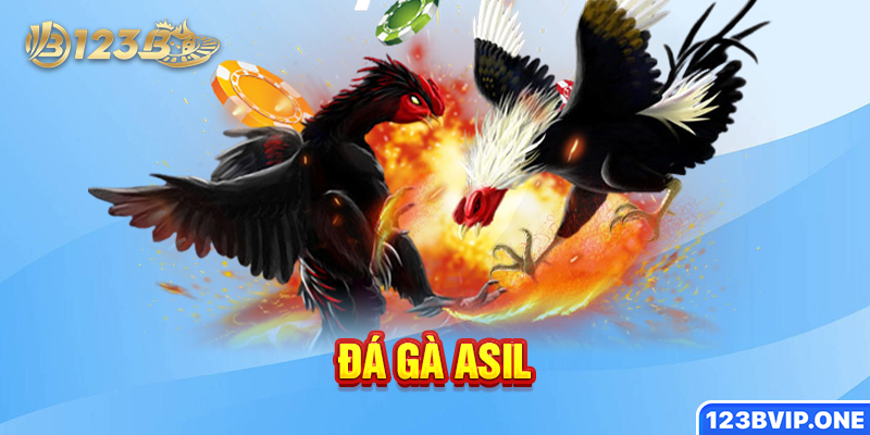 Đá gà Asil