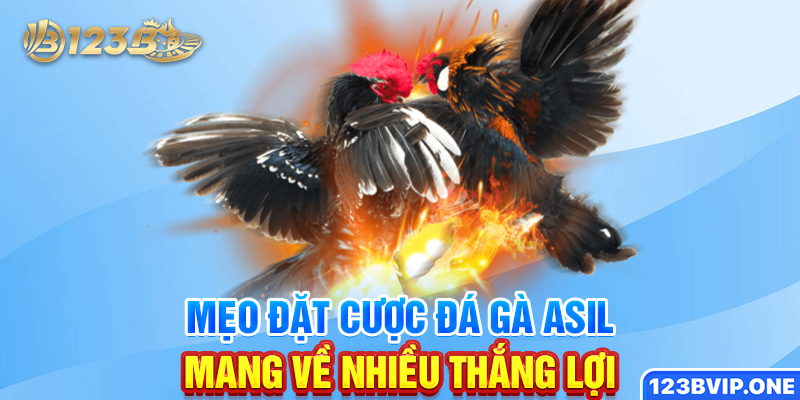 Mẹo đặt cược đá gà Asil mang về nhiều thắng lợi