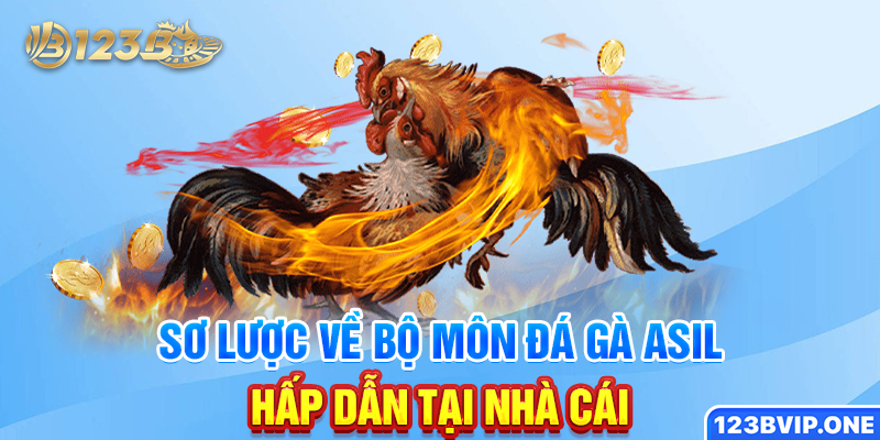 Sơ lược về bộ môn đá gà Asil hấp dẫn tại nhà cái
